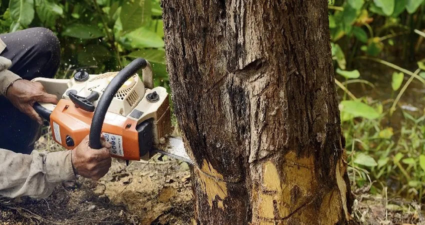 Trusted landscaping services for beautiful yards in Weeki Wachee, FL by USA Tree Service