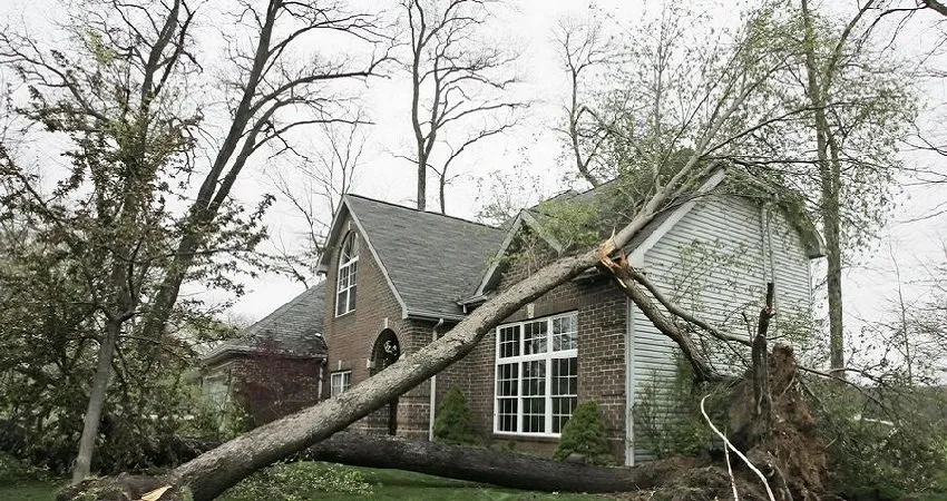 Affordable yard maintenance experts serving Weeki Wachee, FL - USA Tree Service