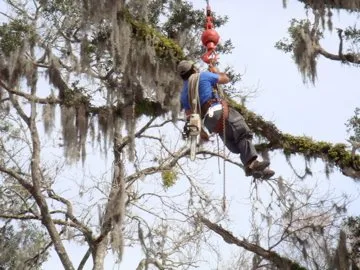 Reliable yard cleanup service in Weeki Wachee, FL by USA Tree Service