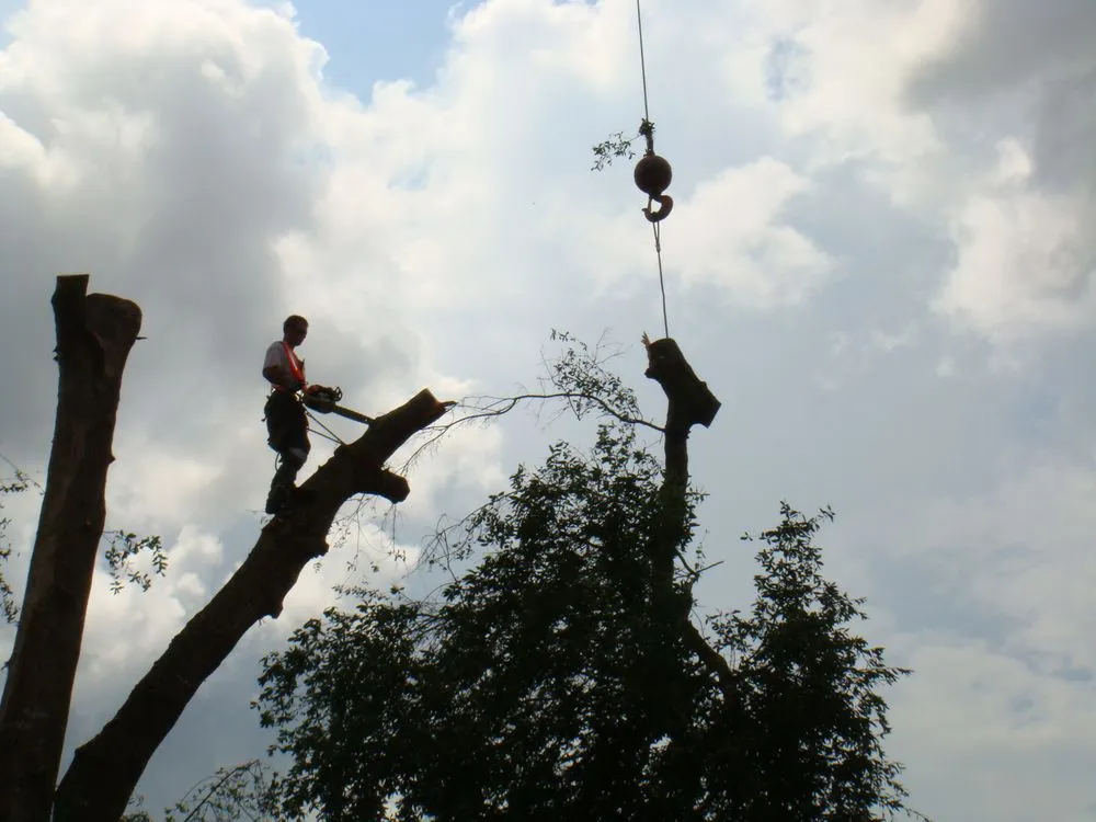 Expert residential landscaping with custom design in Weeki Wachee, FL by USA Tree Service