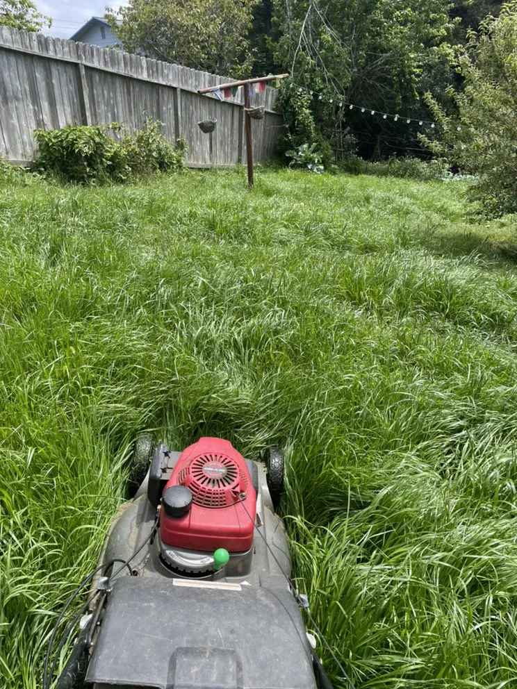 Reliable landscaping services experts serving Eureka, CA - Usnea Landscapes and Permaculture design