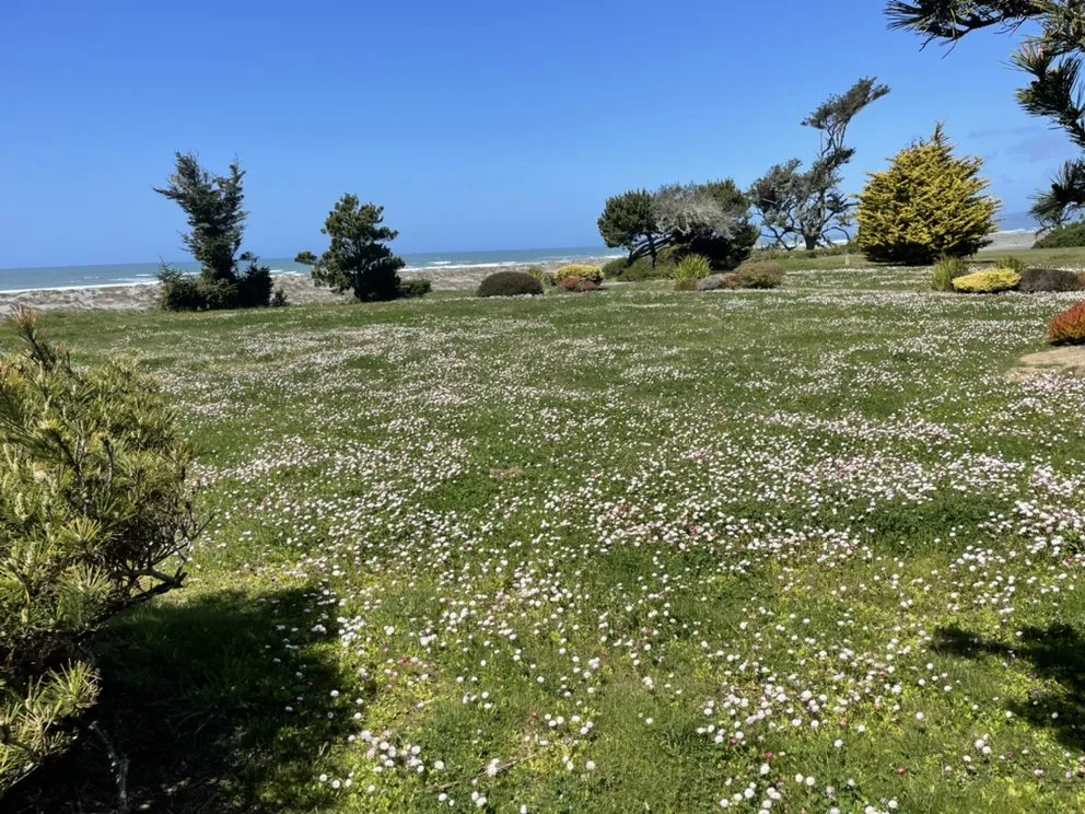 Expert landscape design in Eureka, CA - Usnea Landscapes and Permaculture design