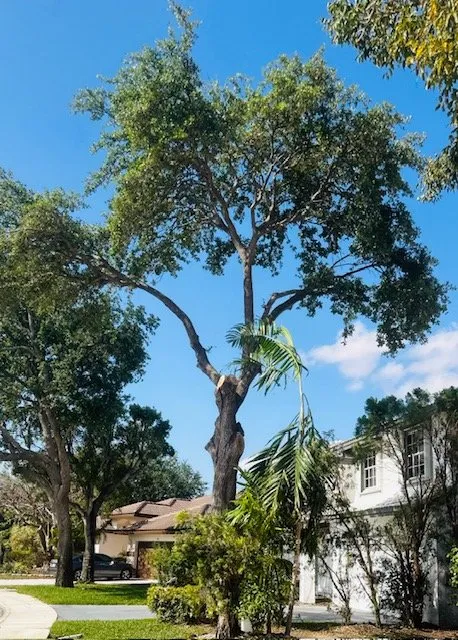 Custom lawn care service in Davie, FL by USS Lawn Care Services