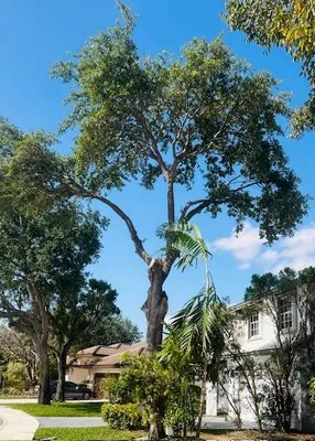 USS Lawn Care Services Logo