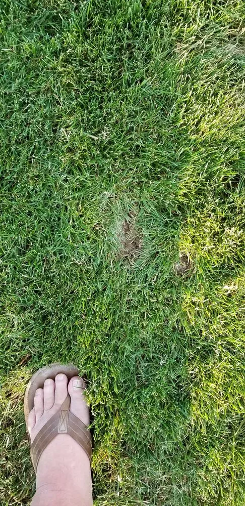 Custom lawn mowing service in Draper, UT by Utah Professional Yard Services