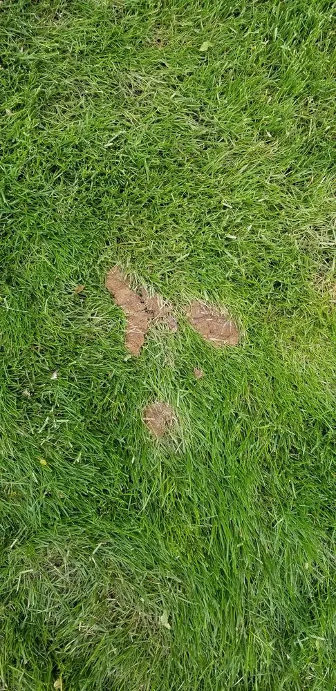 Trusted residential landscaping for residential properties across Draper, UT - Utah Professional Yard Services