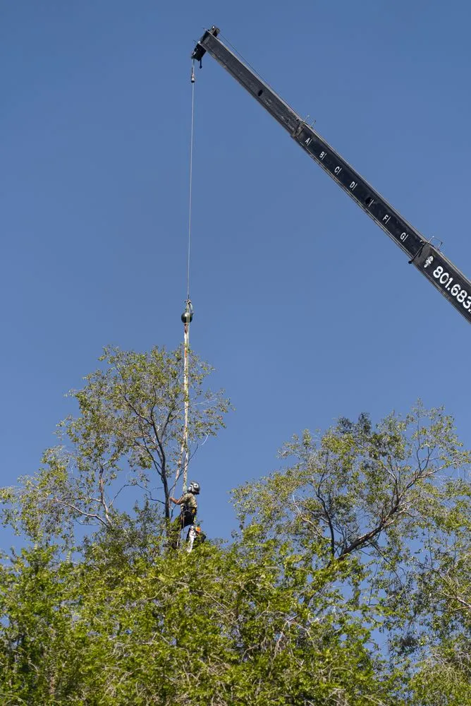 Affordable lawn care service for outdoor upgrades across Sandy, UT - Utah Tree