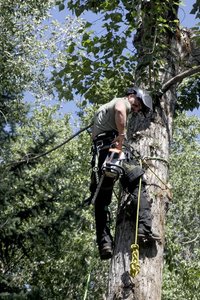 Custom landscape installation for outdoor upgrades in Sandy, UT by Utah Tree