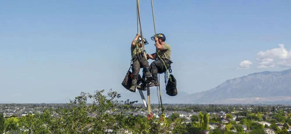 Reliable yard cleanup service with custom design in Sandy, UT by Utah Tree