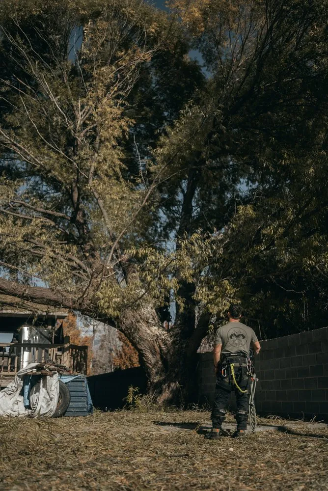 Affordable landscaping services for outdoor upgrades across Sandy, UT - Utah Tree