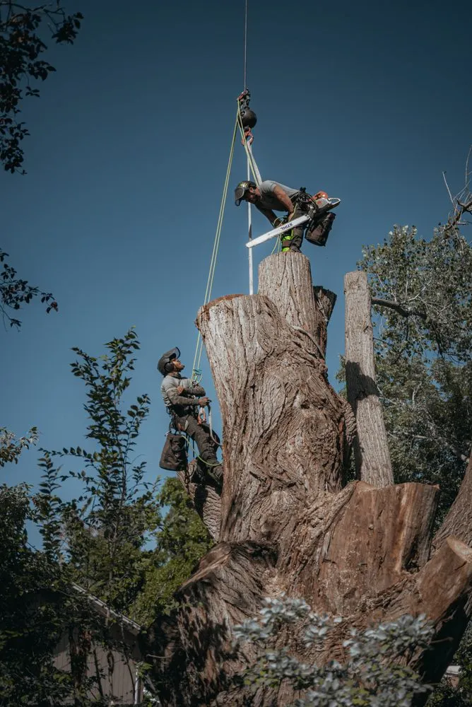 Local residential landscaping for beautiful yards across Sandy, UT - Utah Tree