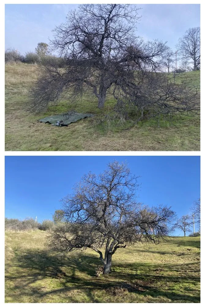 Top-rated yard cleanup service for residential properties across Coarsegold, CA - Utley & Sons Land Services