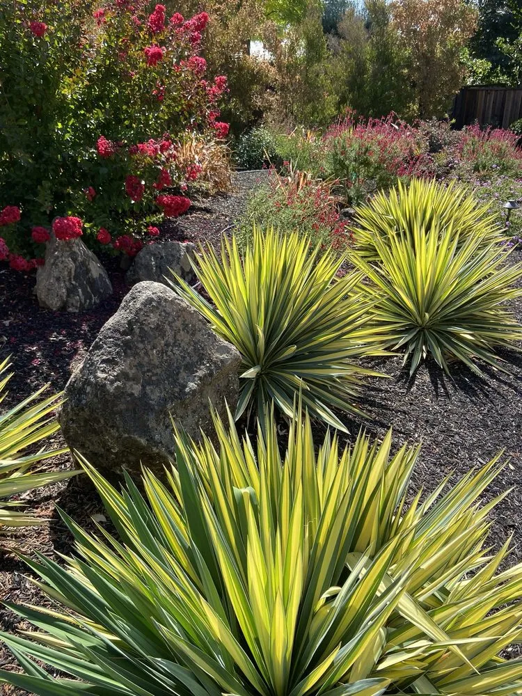Professional outdoor landscaping for beautiful yards across Walnut Creek, CA - Utopic Gardens