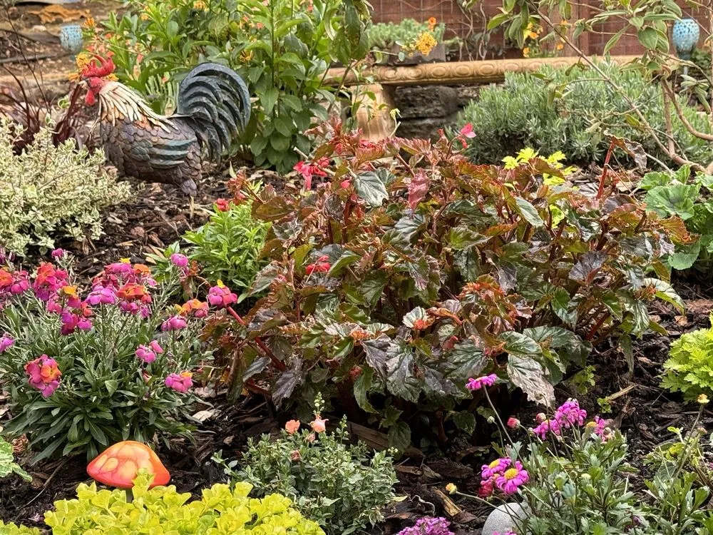 Local lawn care service in Walnut Creek, CA - Utopic Gardens