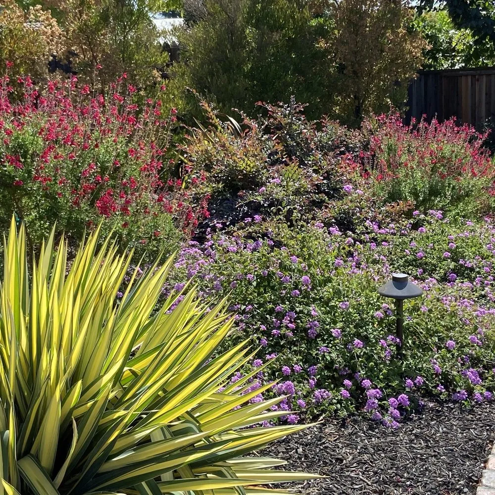 Affordable lawn care service for beautiful yards across Walnut Creek, CA - Utopic Gardens