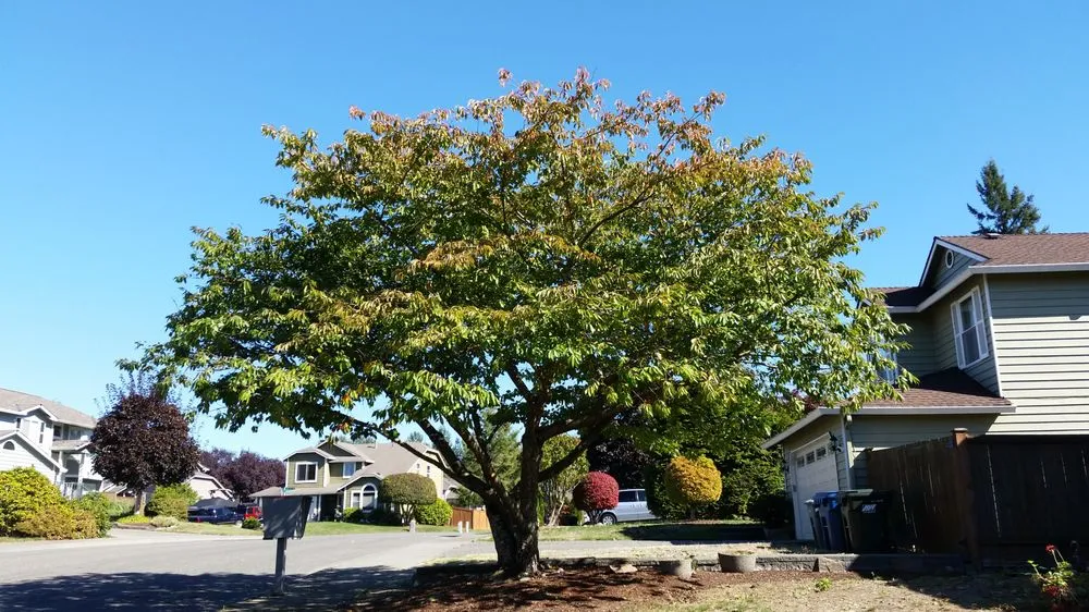 Expert lawn mowing service in Renton, WA by Uyeta Landscape & Maintenance