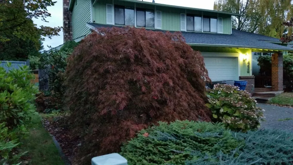 Professional residential landscaping in Renton, WA - Uyeta Landscape & Maintenance