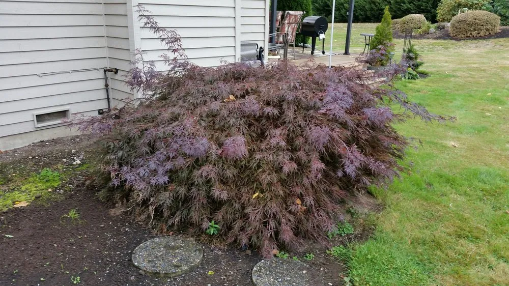 Custom yard maintenance experts serving Renton, WA - Uyeta Landscape & Maintenance