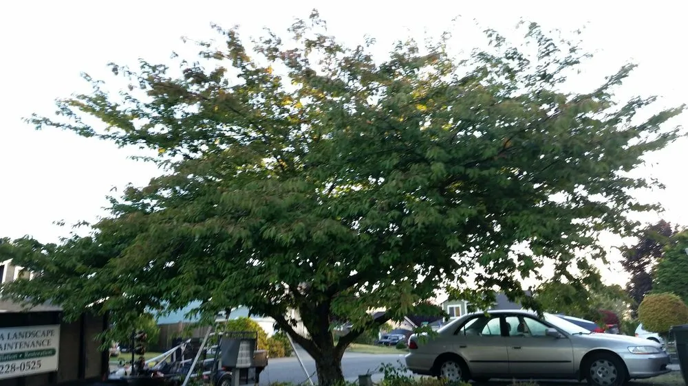 Custom yard cleanup service for year-round maintenance in Renton, WA by Uyeta Landscape & Maintenance