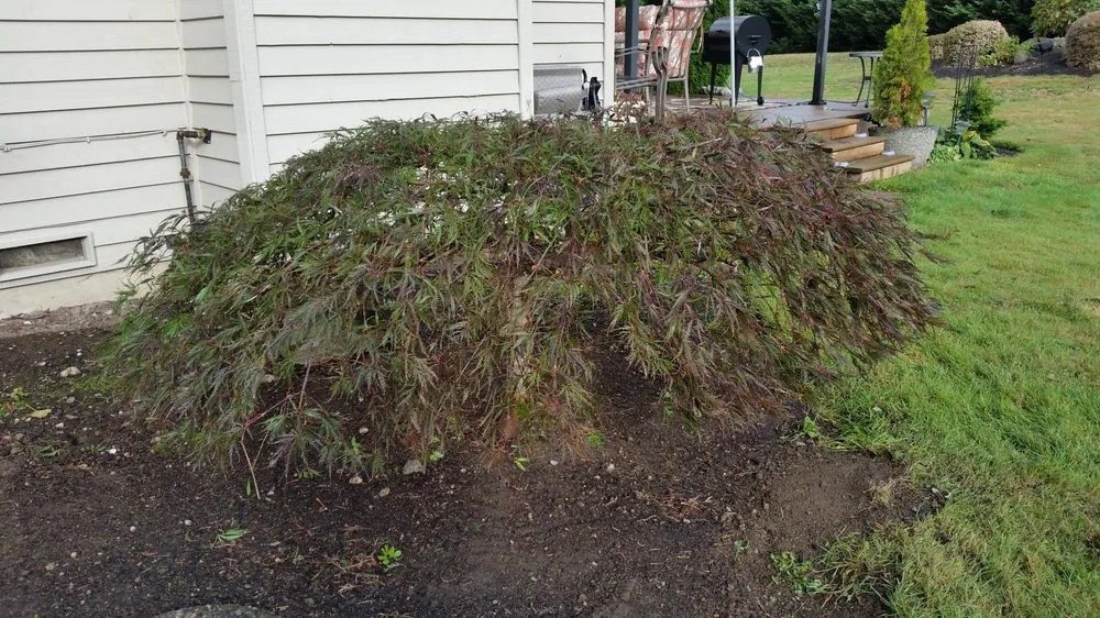 Affordable lawn mowing service near you across Renton, WA - Uyeta Landscape & Maintenance