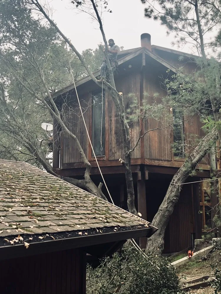 Expert lawn mowing service experts serving Menlo Park, CA - V & A Landscaping Services