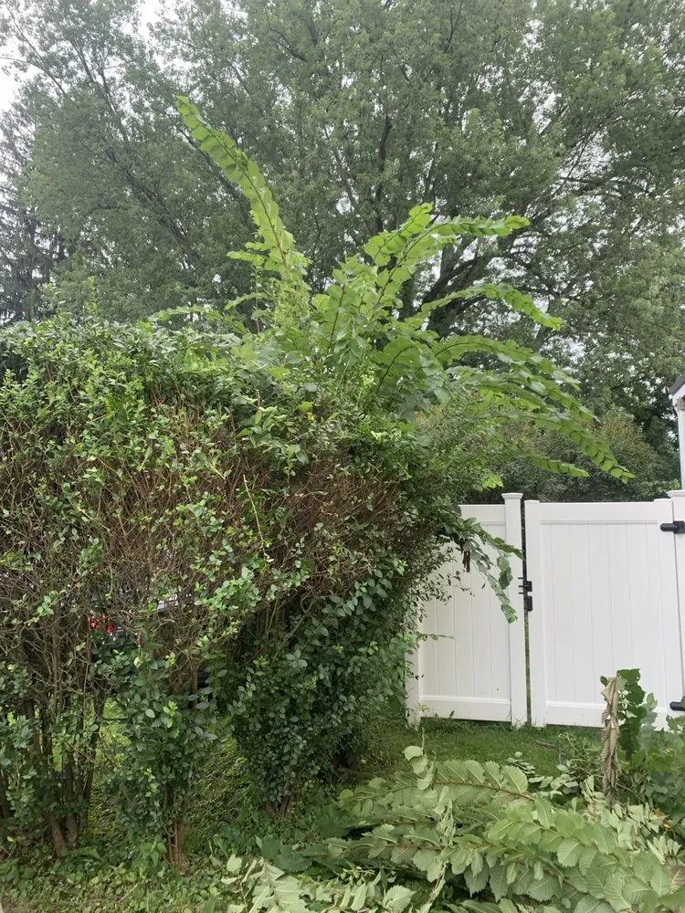 Trusted yard maintenance in Gillett, PA - V & F Lawncare