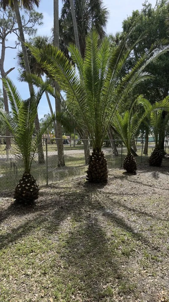 Trusted landscape installation for year-round maintenance across West Palm Beach, FL - V & Z Lawn Care