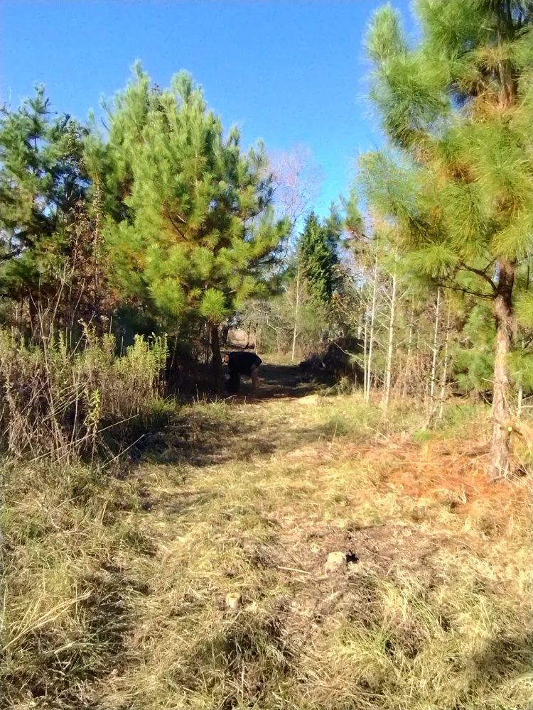 Expert outdoor landscaping in Henderson, TX by V-Bomb's Handyman & Lawn Services