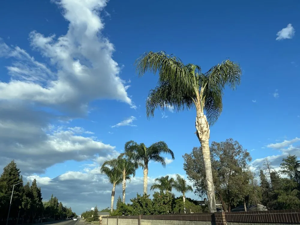 Expert yard cleanup service experts serving Placentia, CA - V landscape