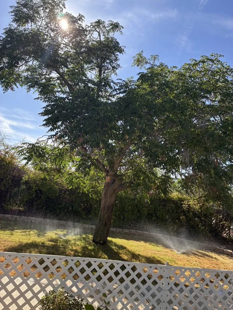 Affordable outdoor landscaping in Highland, CA by V Landscaping