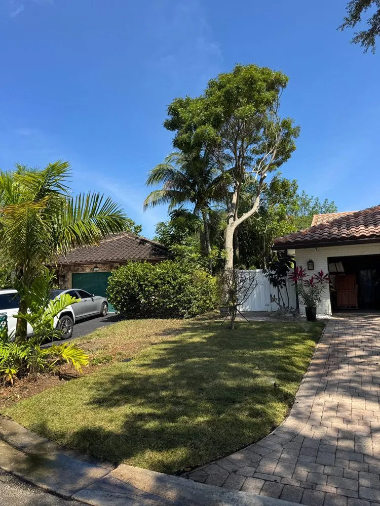Professional lawn care service in Fort Lauderdale, FL by V Maintenance Landscaping Professional