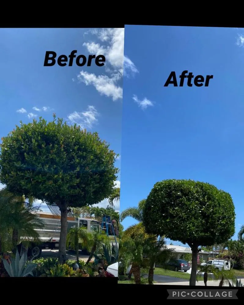 Reliable landscaping services in Fort Lauderdale, FL by V Maintenance Landscaping Professional