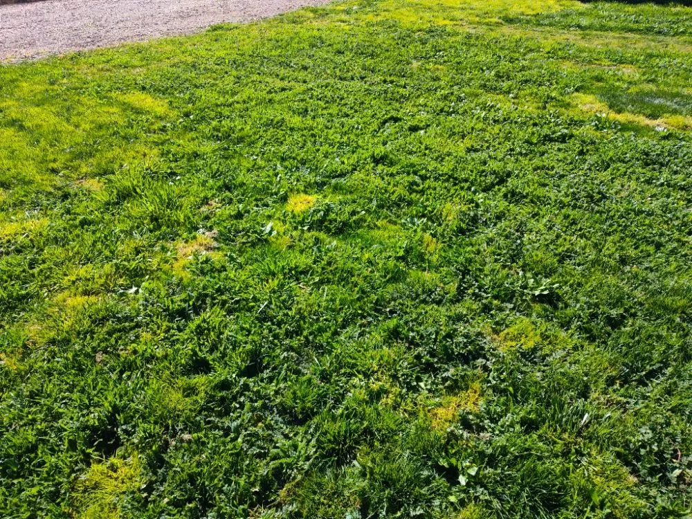 Custom landscape installation for beautiful yards in Enoch, UT by V-Real Pressure Wash & Lawn Care