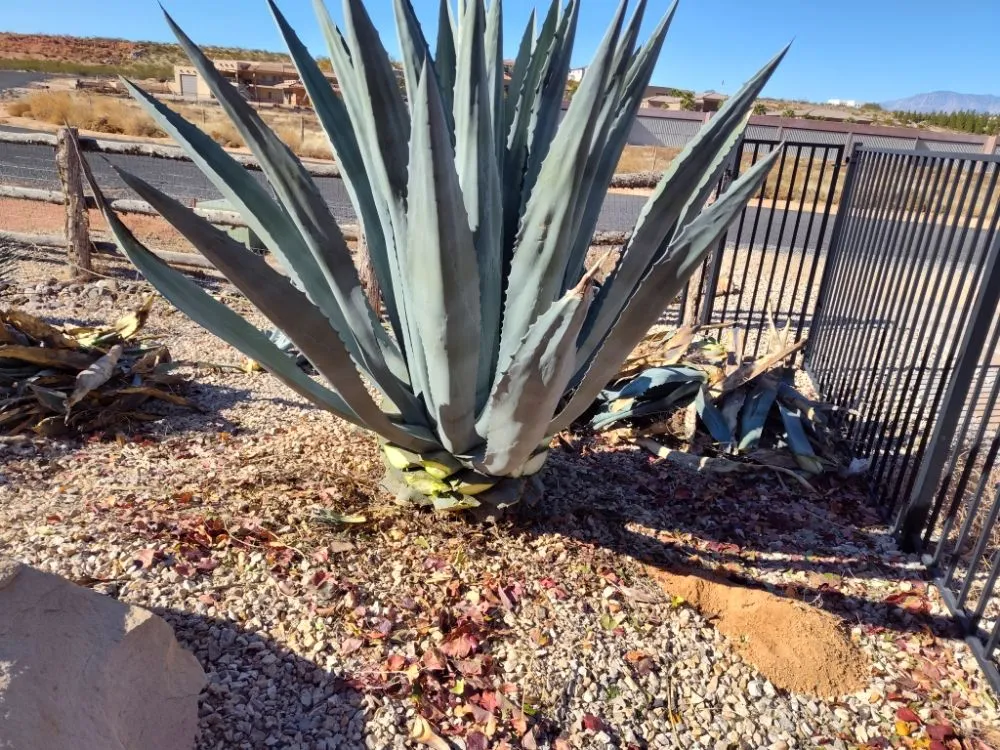 Affordable yard maintenance experts serving Enoch, UT - V-Real Pressure Wash & Lawn Care