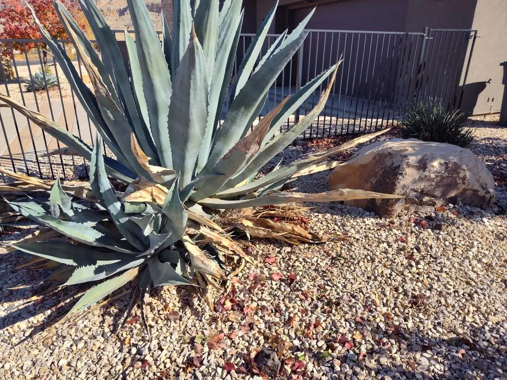 Top-rated yard maintenance in Enoch, UT by V-Real Pressure Wash & Lawn Care