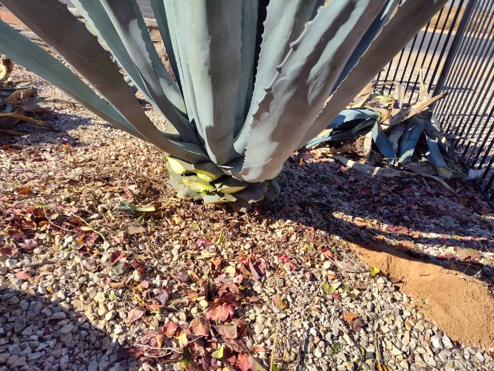 Local yard cleanup service in Enoch, UT - V-Real Pressure Wash & Lawn Care