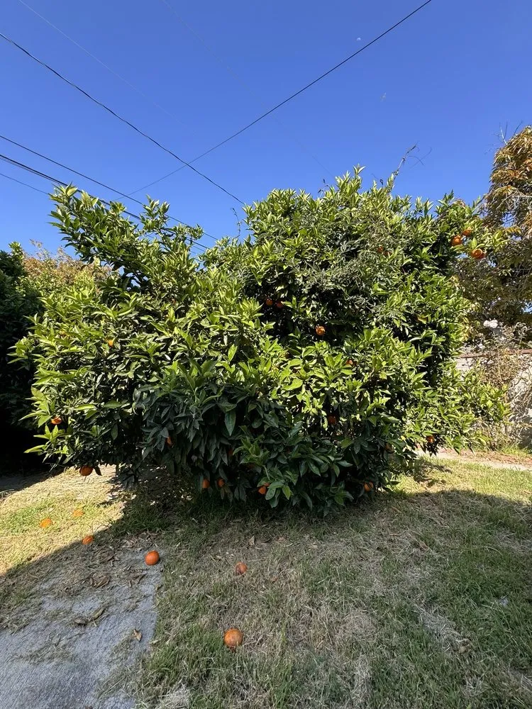 Top-rated landscaping services in Perris, CA - V V Greenland