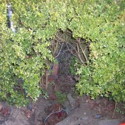 Top-rated garden landscaping experts serving Moreno Valley, CA - Vaca Landscaping