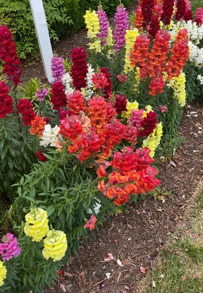 Expert residential landscaping for year-round maintenance across Newport News, VA - Vaddy Lawn Services