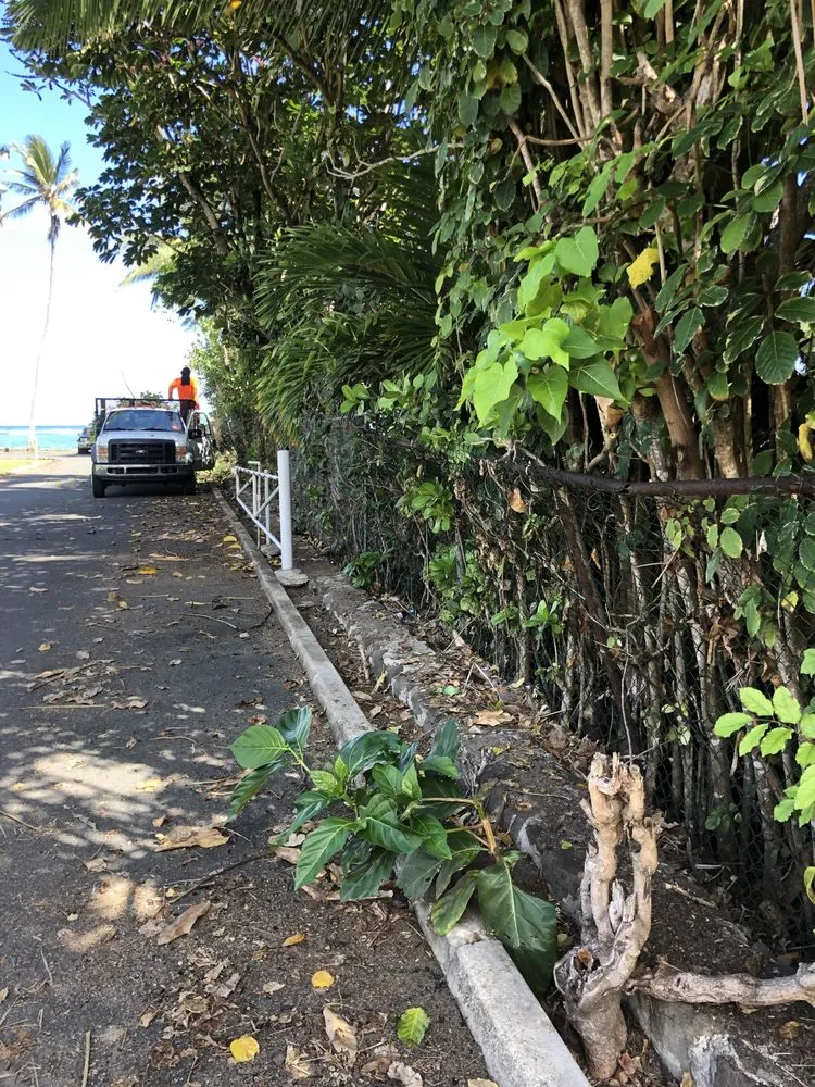 Expert yard cleanup service experts serving Wahiawa, HI - Vaifo'ou Construction