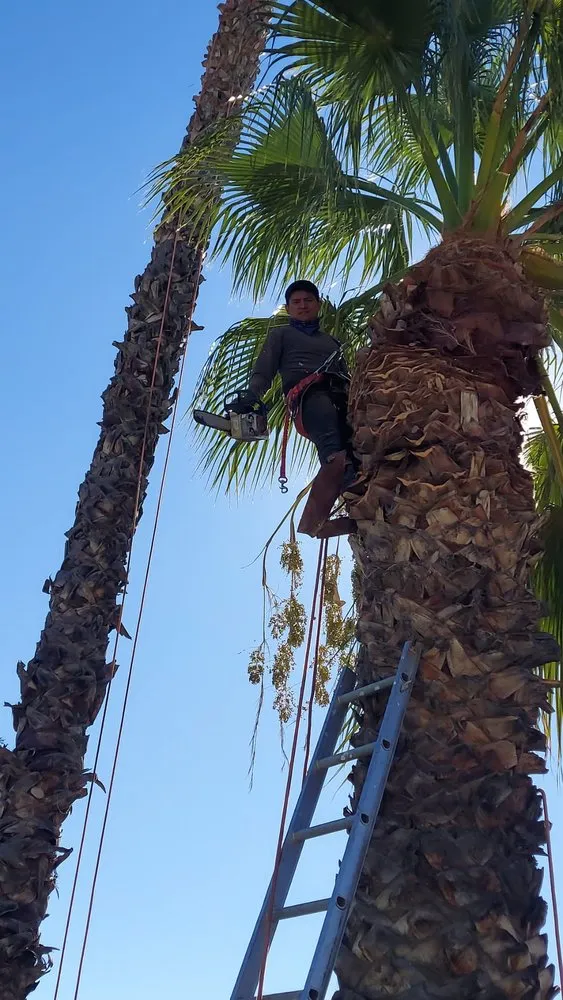 Affordable lawn care service near you in Santa Clarita, CA by Vail Landscaping