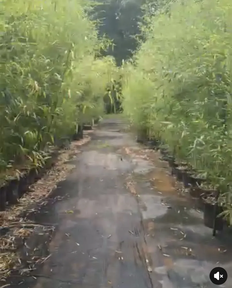 Custom landscape installation in St. Louis, MO by Vail Lawncare and Landscaping