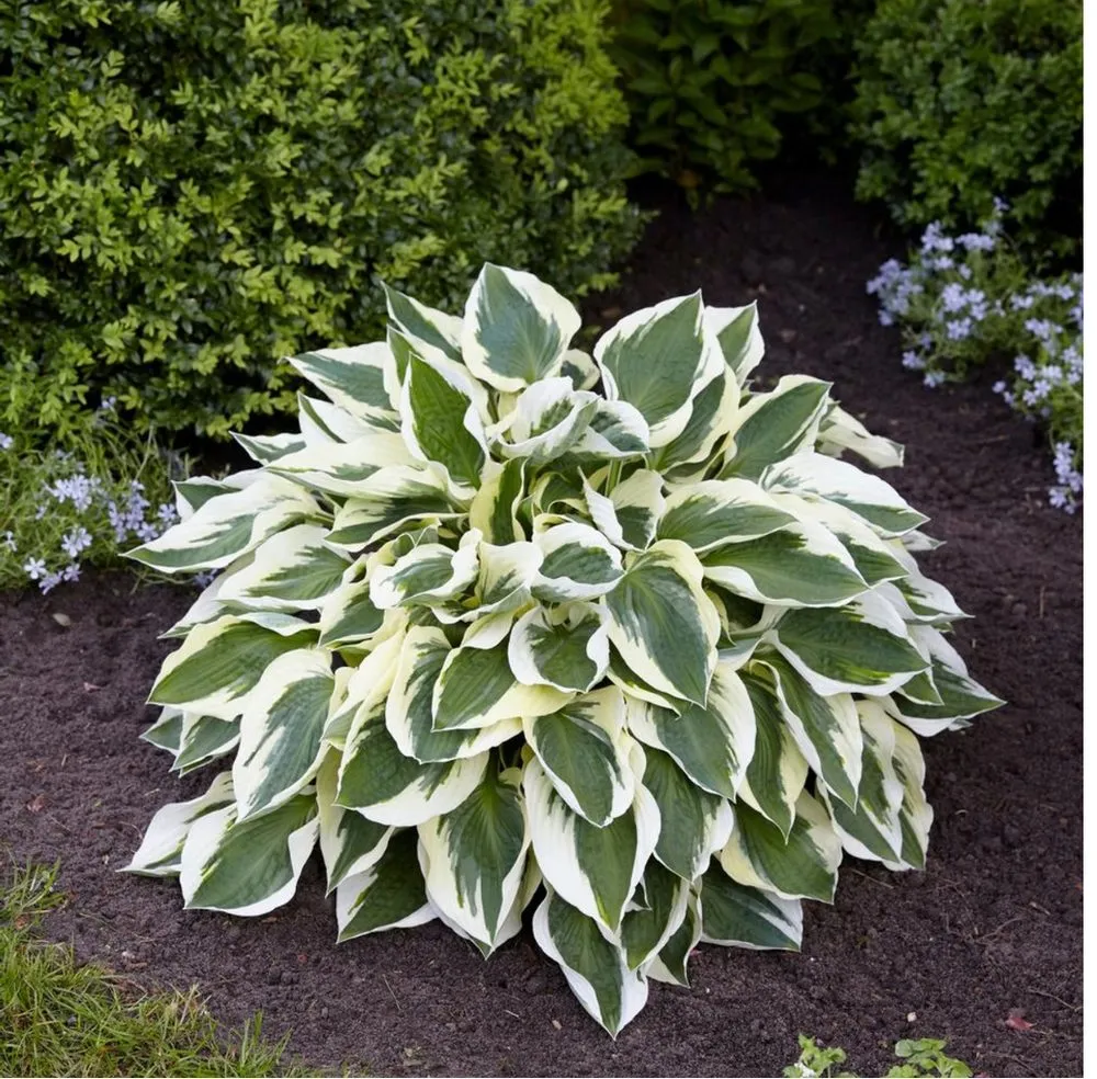 Top-rated outdoor landscaping in St. Louis, MO by Vail Lawncare and Landscaping