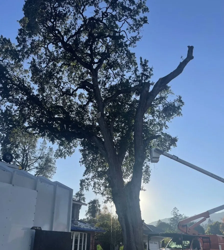 Expert landscape design experts serving Newark, CA - Valde's Gardening & Landscaping