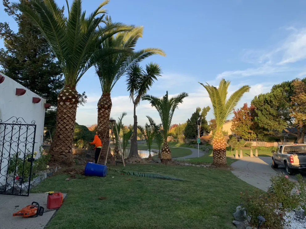 Affordable landscaping services for year-round maintenance across Newark, CA - Valde's Gardening & Landscaping