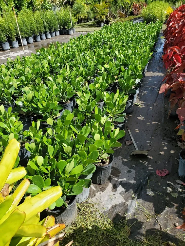 Affordable yard maintenance with custom design across Southwest Ranches, FL - Valdes Gardens Nursery