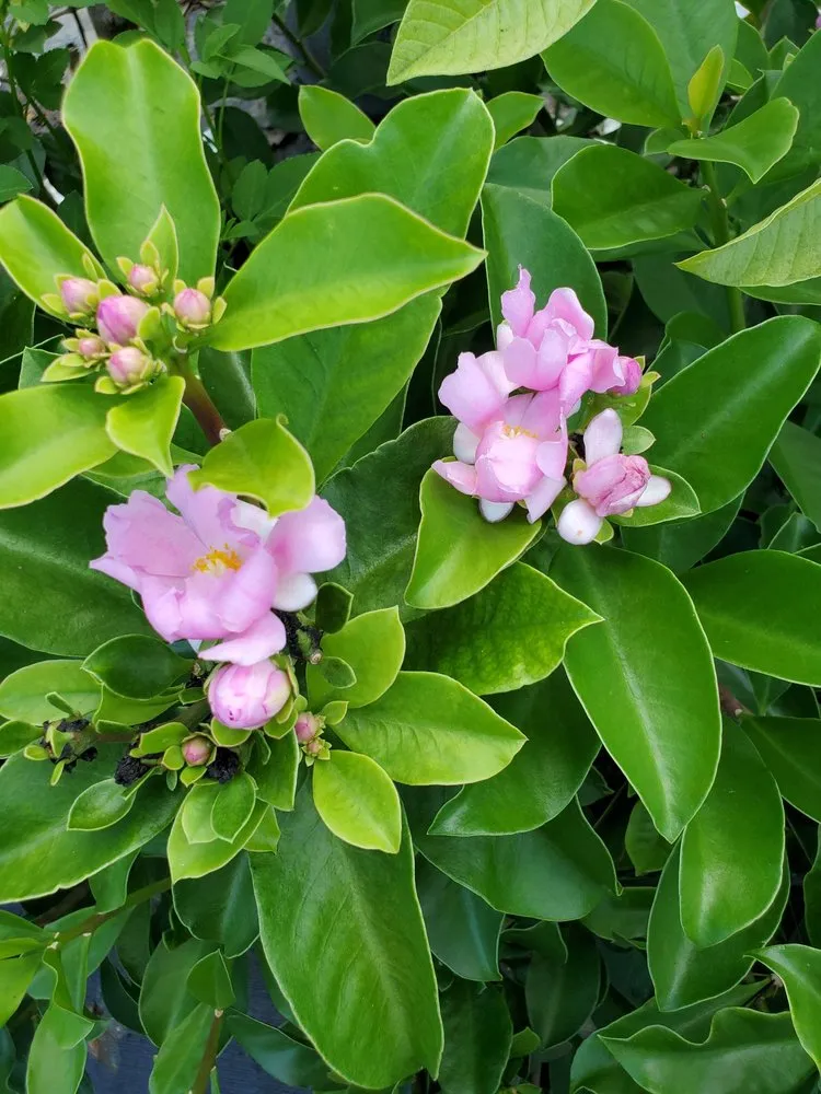 Custom lawn mowing service experts serving Southwest Ranches, FL - Valdes Gardens Nursery