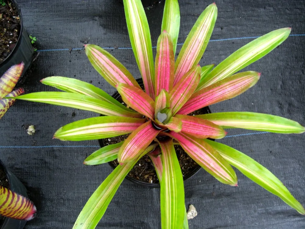 Local yard maintenance experts serving Southwest Ranches, FL - Valdes Gardens Nursery