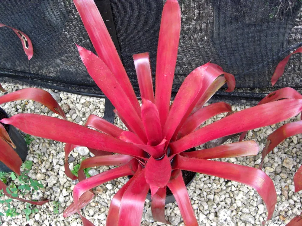 Local lawn mowing service for homes in Southwest Ranches, FL by Valdes Gardens Nursery