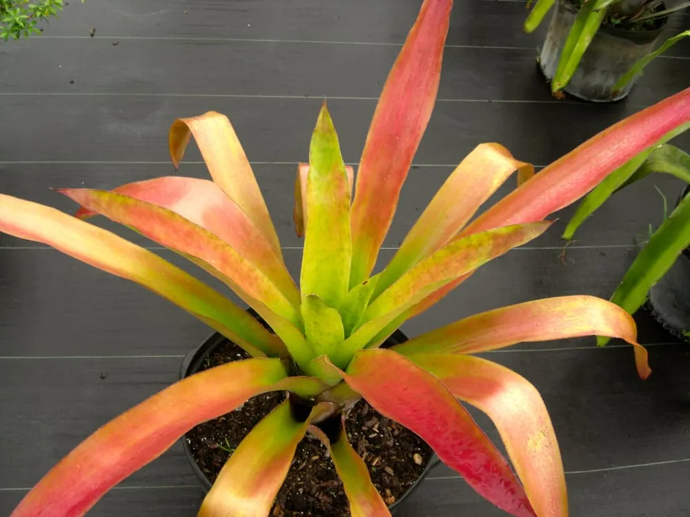 Custom outdoor landscaping experts serving Southwest Ranches, FL - Valdes Gardens Nursery